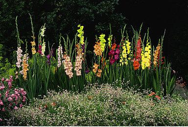 宝可梦官方玩梗：IGN因为游戏里“水太多了”给差评